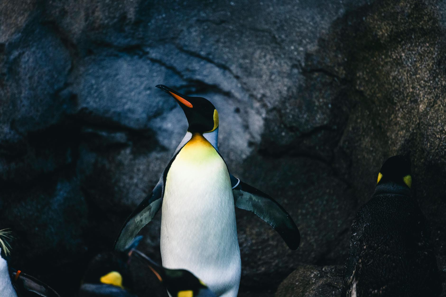 A king penguin stands proudly against a rocky background, capturing the essence of wildlife in Calgary.